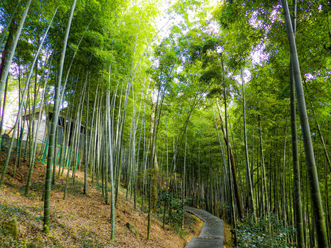 綠竹林