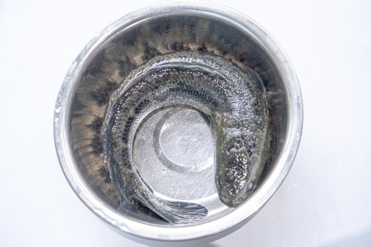 黑魚(yú)