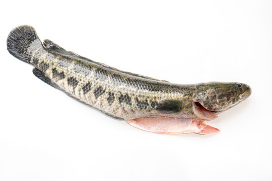 黑魚