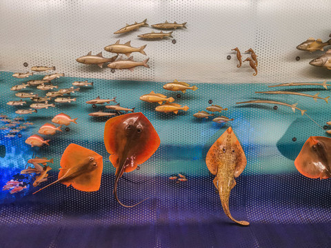 海底魚(yú)群