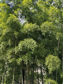 竹子林