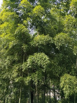 竹林