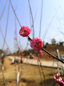 粉紅梅花