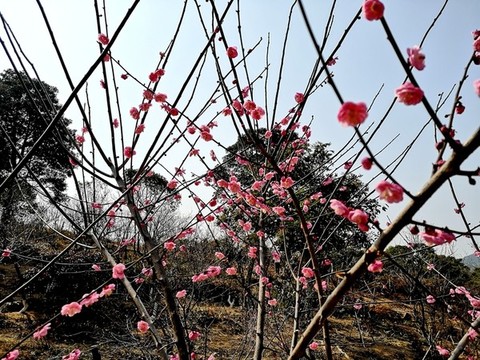 粉色梅花