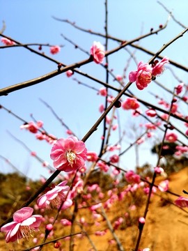 粉色梅花
