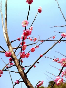 梅樹(shù)梅花