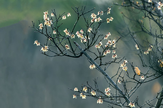純背景臘梅花圖