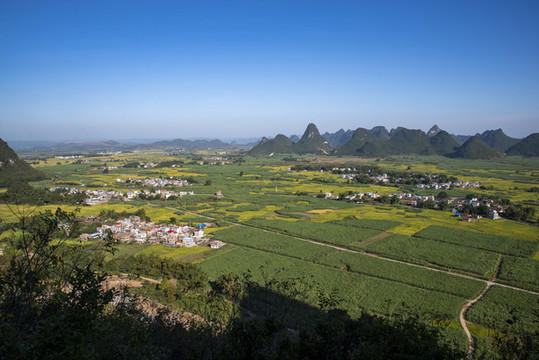 甘蔗種植基地