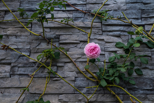 薔薇花