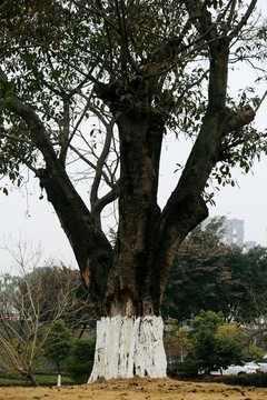 黃桷樹