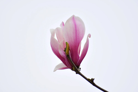 玉蘭花