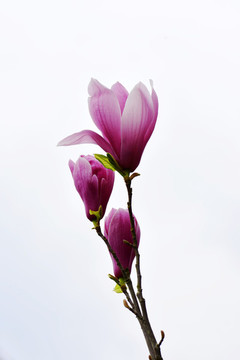 玉蘭花