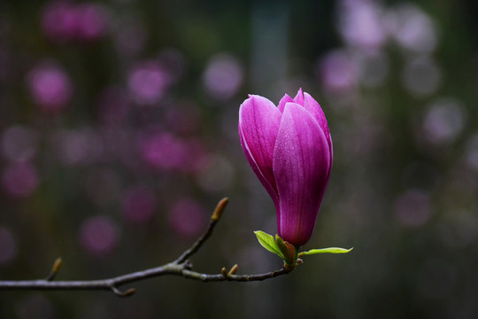 玉蘭花