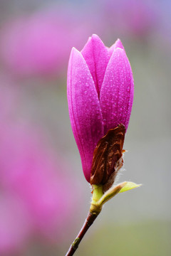 玉蘭花