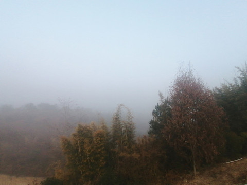 霧景