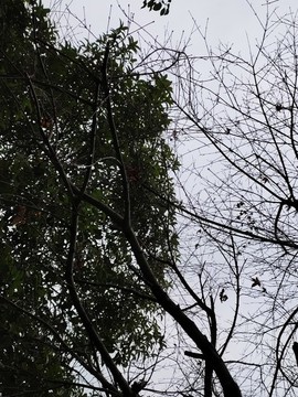 枯樹枝與綠葉對比圖