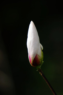 玉蘭花