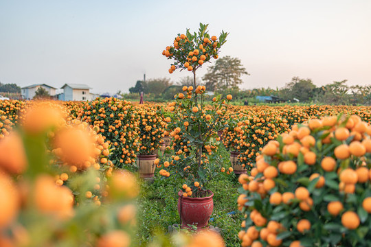 2021年迎春花市的年桔