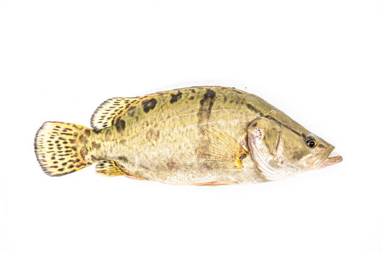 鱖魚(yú)