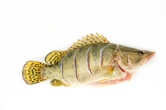 鱖魚
