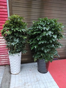 綠植盆景