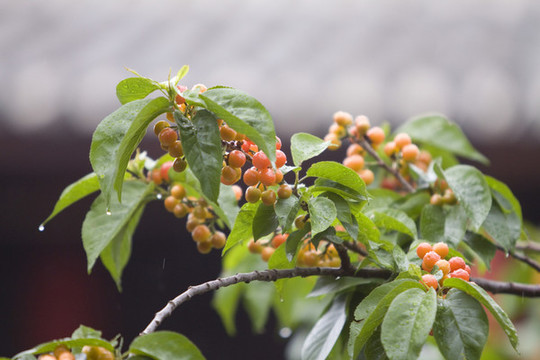 麗江櫻桃