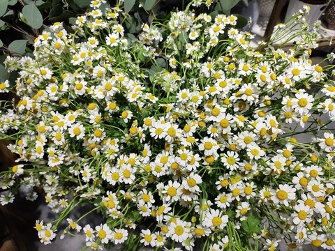 洋甘菊