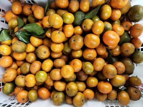 小蜜橘