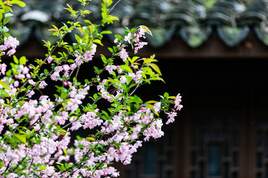 杭州連橫紀(jì)念館春色