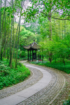 竹林小徑