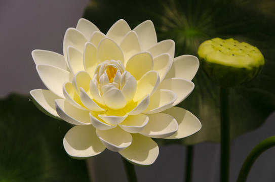 唯美白蓮花