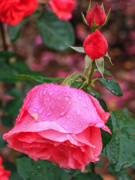 月季花