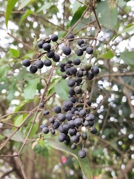 女貞樹果實