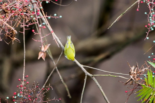 繡眼探花