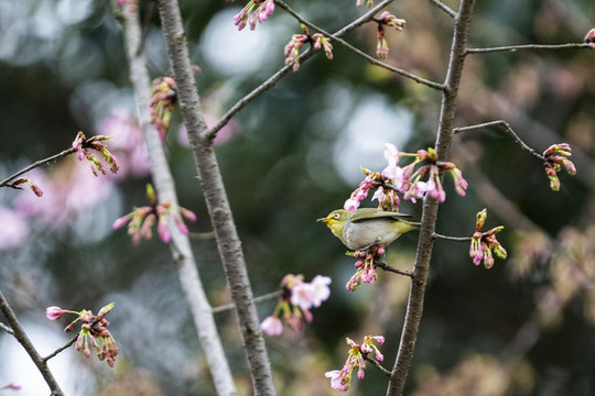 繡眼探花