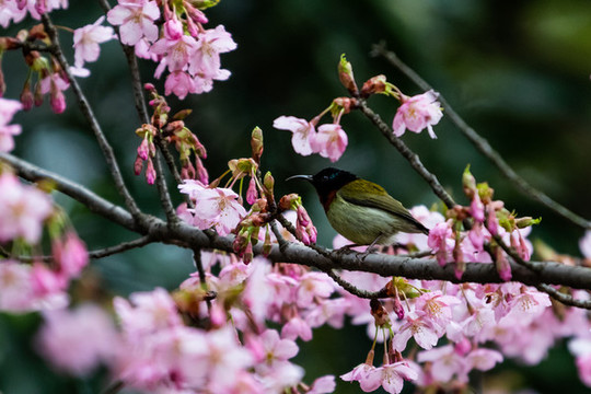 太陽鳥
