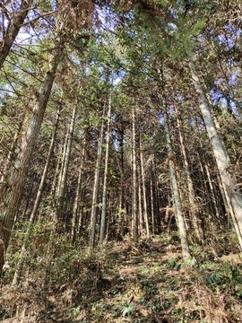 杉木