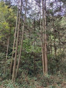 樹林