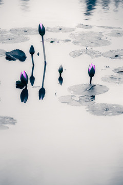出水芙蓉