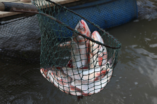 捕撈鰱魚(yú)