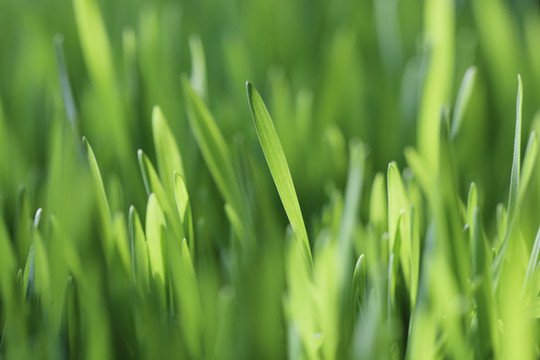 菜苗