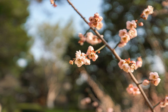 冬天陽光下的梅花樹