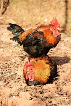 土公雞