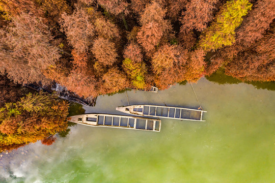 中山阜沙雞鴉水道水杉林