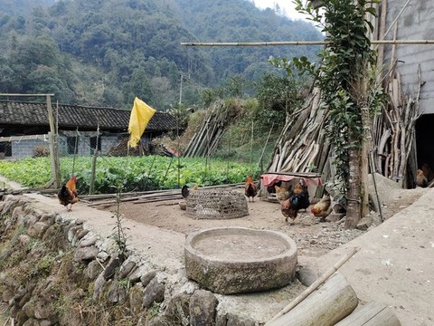 跑山雞