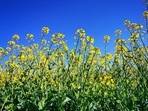 油菜花