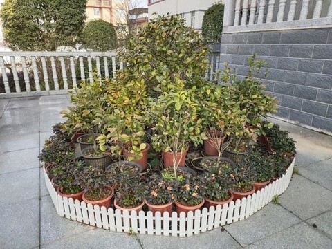 綠植盆景