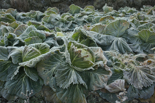 霜打的包菜