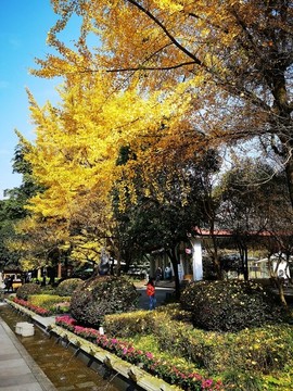 都江堰秋色