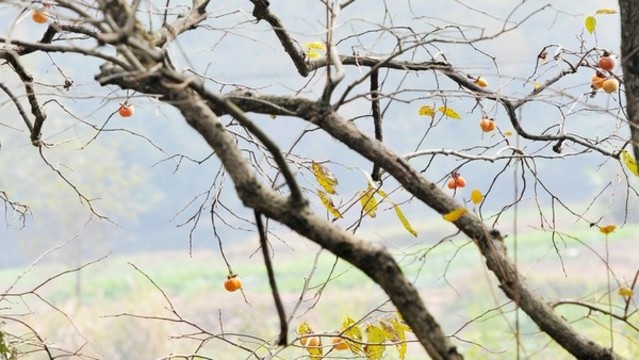 柿子樹